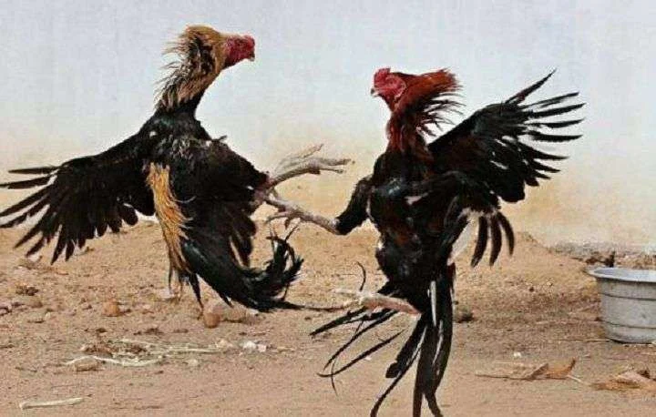 Judi Sabung Ayam di Tulungagung Diduga Kebal Hukum, Nama Goclo dan Penyu Disebut Jadi Dalang