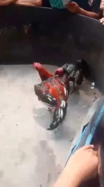 Sabung Ayam di Mojokerto Makin Menjalar, Polisi Sekedar Respons Tanpa Tindakan Nyata
