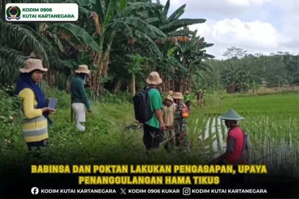 Babinsa dan Poktan Lakukan Pengasapan, Upaya Penanggulangan Hama Tikus