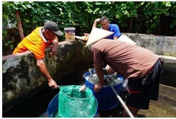 Rutan Bangil Panen 100 Kg Ikan Nila, Program Kemandirian Warga Binaan Berbuah Hasil