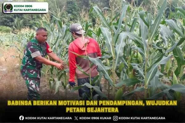 Babinsa Berikan Motivasi dan Pendampingan, Wujudkan Petani Sejahtera