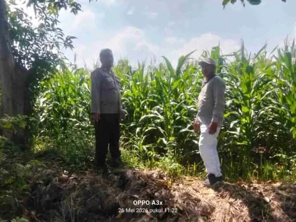 Polisi Turun ke Sawah, Pantau Tanaman Hortikultura demi Ketahanan Pangan Nasional