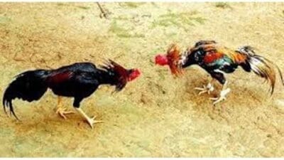 Judi Terorganisir di Ponorogo Diduga Dibekingi, Aparat Dituding Bungkam