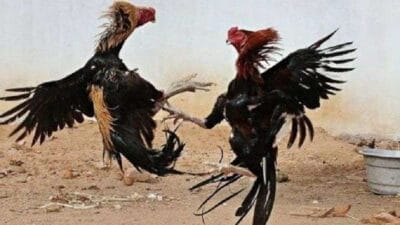 Judi Sabung Ayam di Tulungagung Diduga Kebal Hukum, Nama Goclo dan Penyu Disebut Jadi Dalang