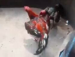 Sabung Ayam di Mojokerto Makin Menjalar, Polisi Sekedar Respons Tanpa Tindakan Nyata