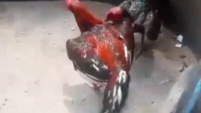 Sabung Ayam di Mojokerto Makin Menjalar, Polisi Sekedar Respons Tanpa Tindakan Nyata