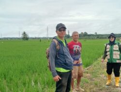 Babinsa dan PPL Dampingi Poktan, Tingkatkan Produktivitas Pertanian di Wilayah Binaan