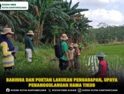 Babinsa dan Poktan Lakukan Pengasapan, Upaya Penanggulangan Hama Tikus