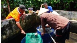 Rutan Bangil Panen 100 Kg Ikan Nila, Program Kemandirian Warga Binaan Berbuah Hasil