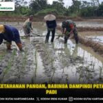 Perkuat Ketahanan Pangan, Babinsa Dampingi Petani Tanam Padi