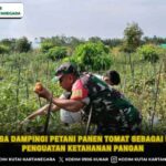 Babinsa Dampingi Petani Panen Tomat Sebagai Upaya Penguatan Ketahanan Pangan