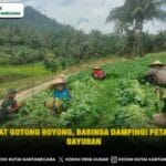 Semangat Gotong Royong, Babinsa Dampingi Petani Panen Sayuran