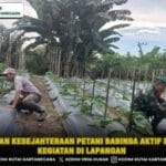 Tingkatkan Kesejahteraan Petani Babinsa Aktif Dampingi Kegiatan Di Lapangan