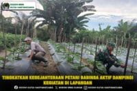 Tingkatkan Kesejahteraan Petani Babinsa Aktif Dampingi Kegiatan Di Lapangan