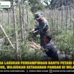 Babinsa Lakukan Pendampingan Bantu Petani Panen Lombok, Wujudkan Ketahanan Pangan Di Wilayah