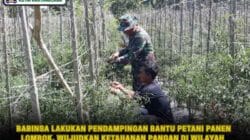 Babinsa Lakukan Pendampingan Bantu Petani Panen Lombok, Wujudkan Ketahanan Pangan Di Wilayah