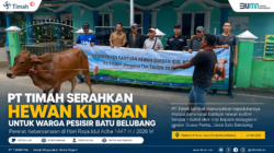 PT Timah Serahkan Hewan Kurban untuk Warga Pesisir Batu Belubang, Pererat Kebersamaan di Hari Raya