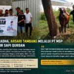 Menjelang Iduladha, Arsari Tambang Melalui PT MSP Salurkan 2 Ekor Sapi Kurban untuk Lembaga dan Insan Pers