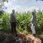 Polisi Turun ke Sawah, Pantau Tanaman Hortikultura demi Ketahanan Pangan Nasional
