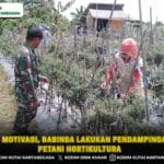 Berikan Motivasi, Babinsa Lakukan Pendampingan Pada Petani Hortikultura