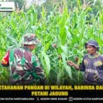 Jaga Ketahanan Pangan Di Wilayah, Babinsa Dampingi Petani Jagung