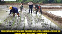 Tingkatkan Ketahanan Pangan Wilayah, Babinsa Turun ke Sawah Bantu Petani Tanam Padi