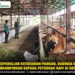 Wujud Kepedulian Ketahanan Pangan, Babinsa Berikan Pendampingan kepada Peternak Sapi di Desa
