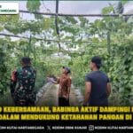 Wujud Kebersamaan, Babinsa Aktif Dampingi Petani Gambas Dalam Mendukung Ketahanan Pangan Di Wilayah