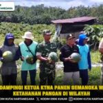 Babinsa Dampingi Ketua KTNA Panen Semangka Wujudkan Ketahanan Pangan di wilayah