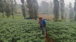 Polsek Tosari Dampingi Warga Kelola Pertanian, Pantau Lahan Kentang di Podokoyo