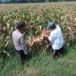Bhabinkamtibmas Pekoren Pantau Lahan Jagung di Rembang, Kawal Asta Cita Ketahanan Pangan