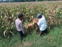 Bhabinkamtibmas Pekoren Pantau Lahan Jagung di Rembang, Kawal Asta Cita Ketahanan Pangan