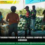 Perkuat Ketahanan Pangan Di Wilayah, Babinsa Dampingi Petani Panen Semangka