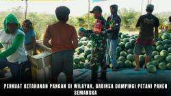 Perkuat Ketahanan Pangan Di Wilayah, Babinsa Dampingi Petani Panen Semangka