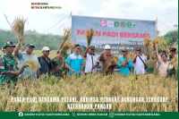 Panen Padi Bersama Petani, Babinsa Perkuat Dukungan Terhadap Ketahanan Pangan