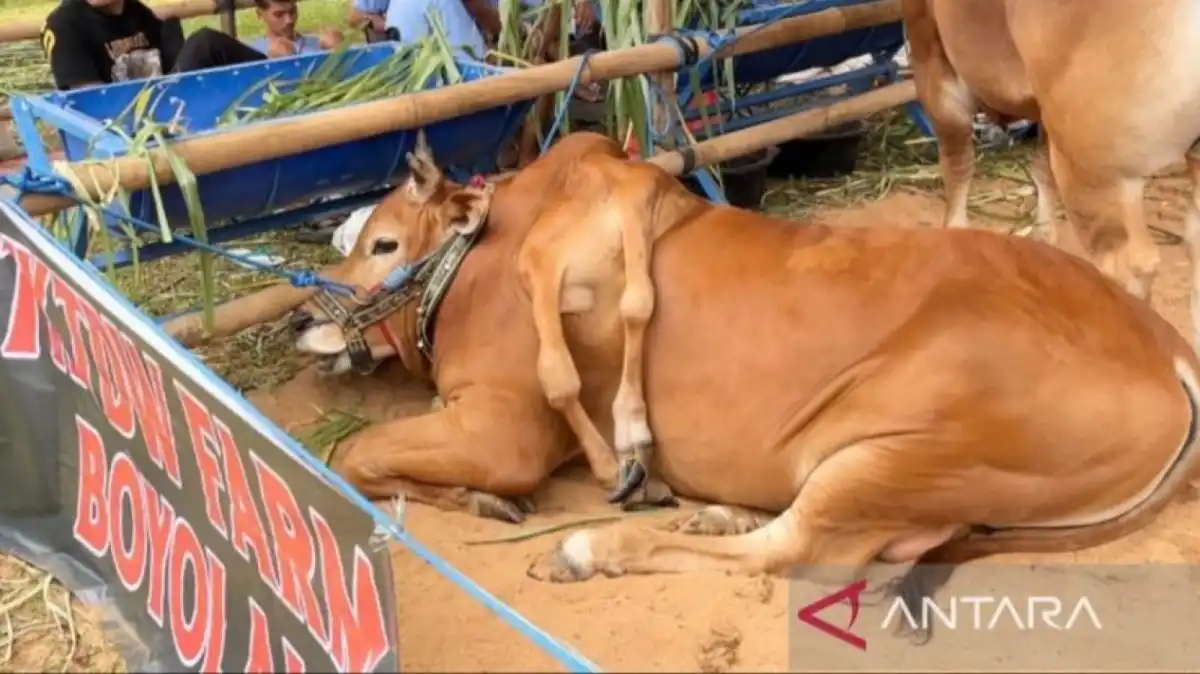 Sapi Madura Enam Kaki dari Boyolali Menang Kelas Unik di Bogor