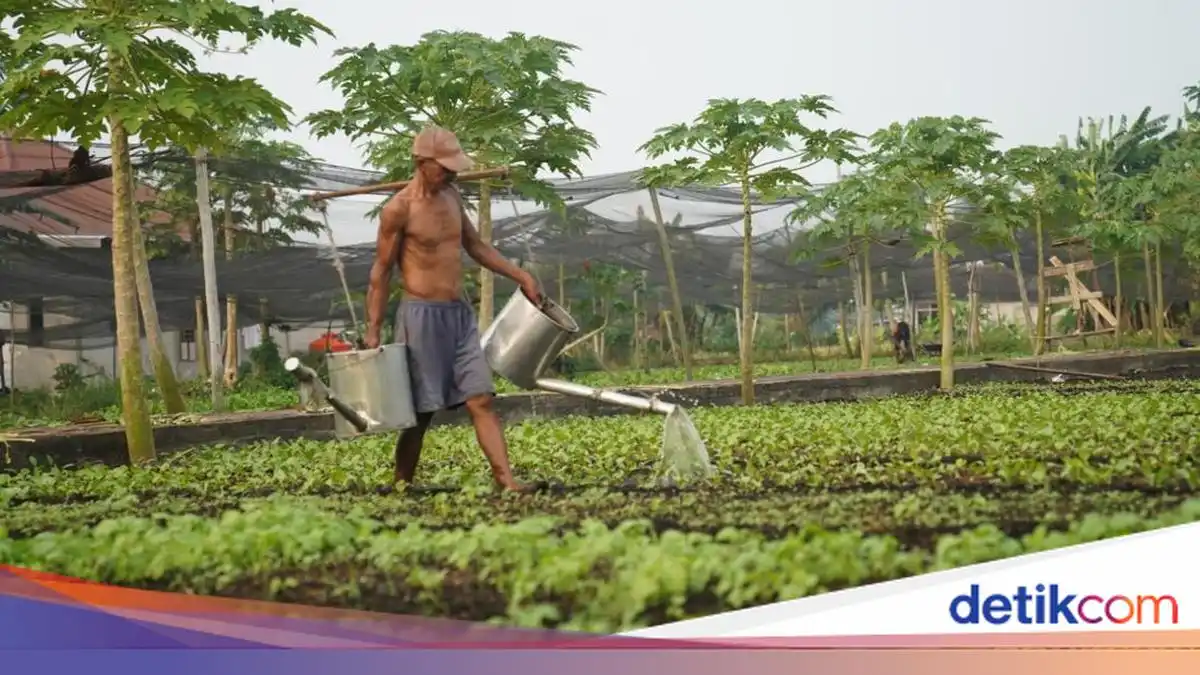 Kabut Asap Menekan Panen Sayuran Petani Pontianak hingga 30 Kilogram