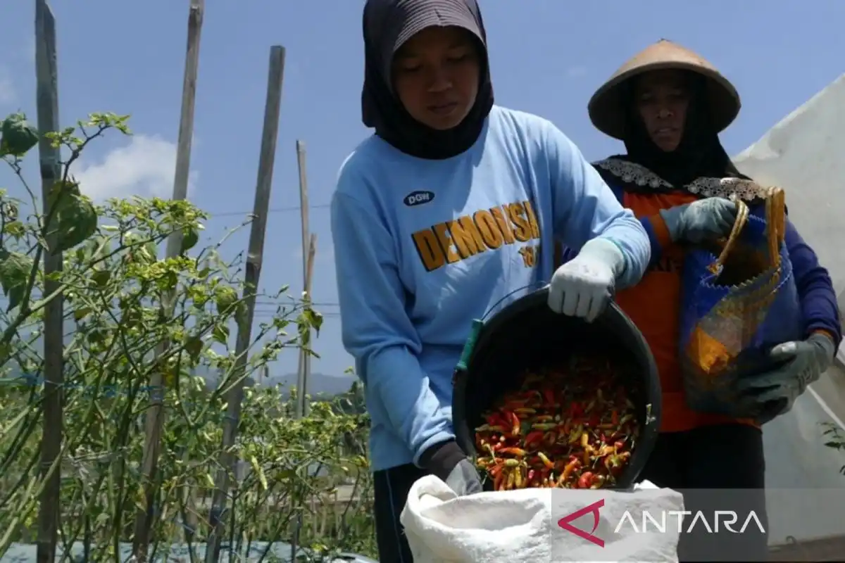 BPS Waspadai Tekanan Harga Cabai terhadap Inflasi Pengujung 2026