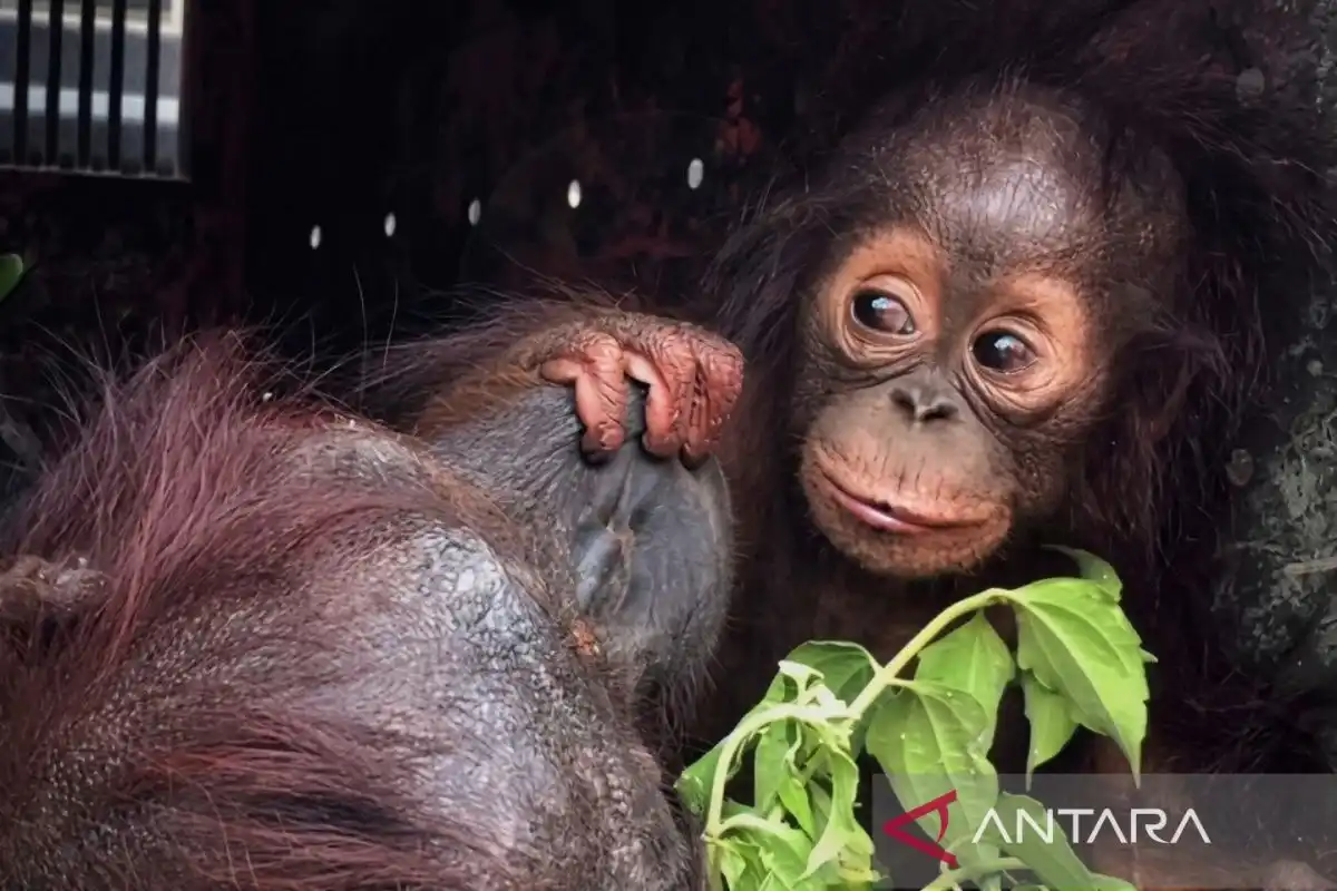 Penanganan Satwa Terdampak Kekeringan dan Karhutla di Kalimantan Timur