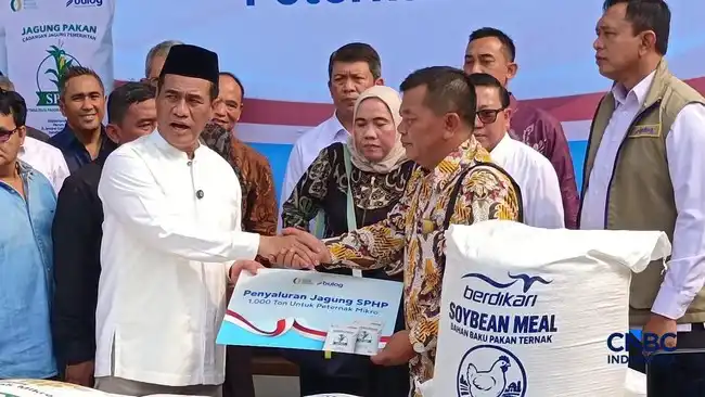Pemerintah Siapkan Distribusi Jagung dan Skema Pakan untuk Menopang Peternak Ayam