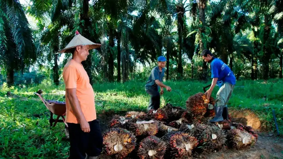 Ekspor Sawit Indonesia Tumbuh pada Agustus, Konsumsi Biodiesel Menguat