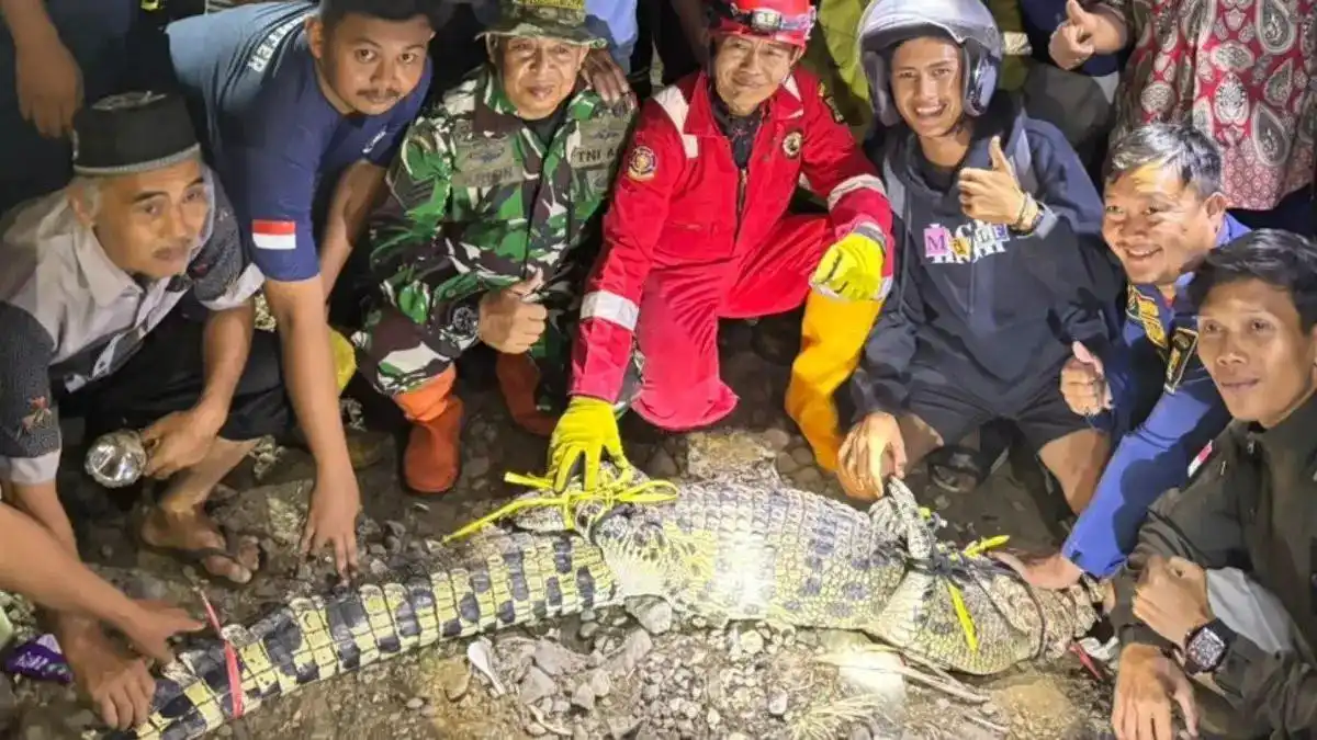 Buaya Muara Kembali Muncul di Cimandiri, Warga Diminta Waspada