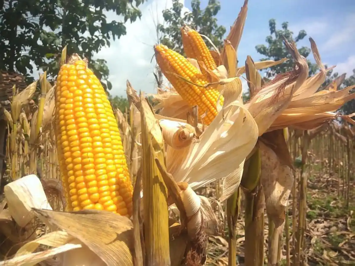 Bulog Siapkan Penambahan Gudang Jagung untuk Menopang Pasokan Peternak Ayam